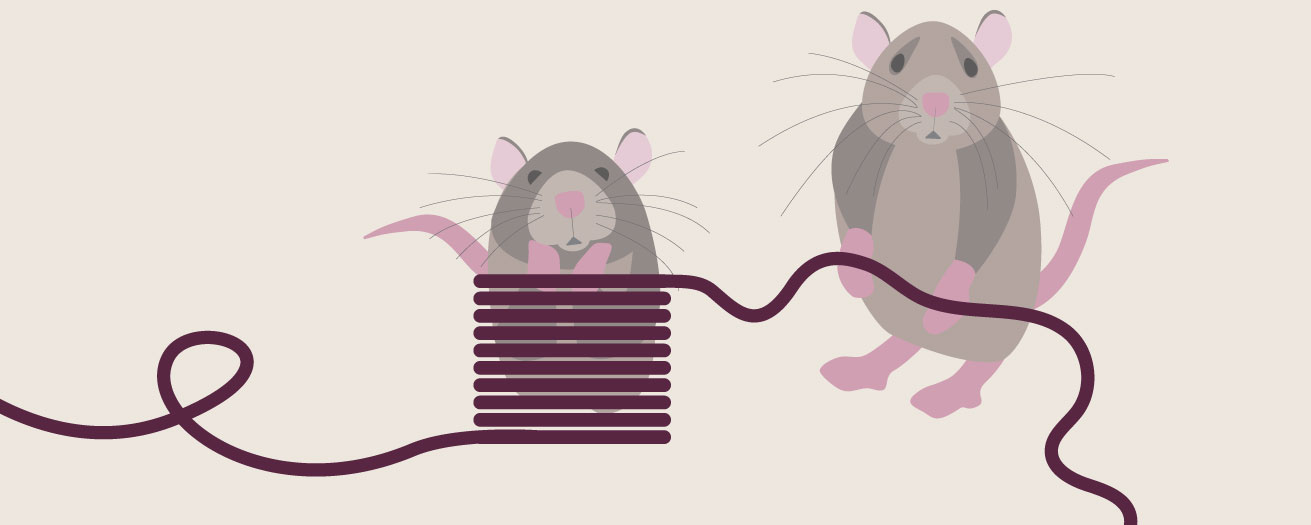 Illustration of rates chewing on cords.