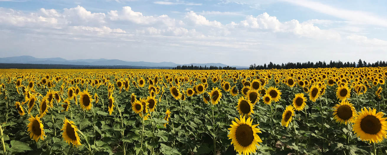 Photo of a field of sunflowers and a blue sky with clouds