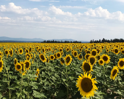 Photo of a field of sunflowers and a blue sky with clouds