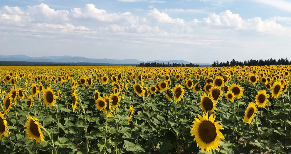 Photo of a field of sunflowers and a blue sky with clouds